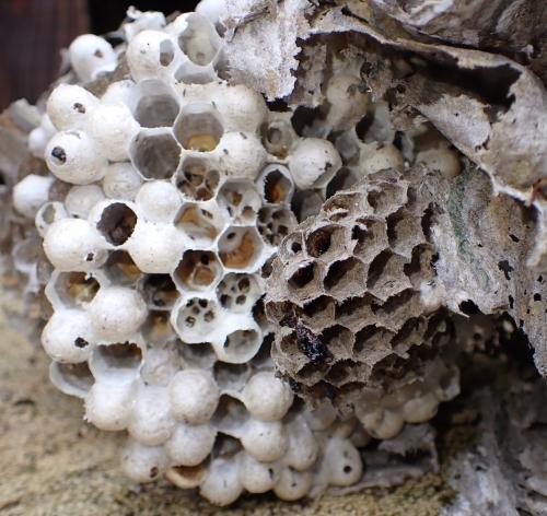 Dolichovespula media